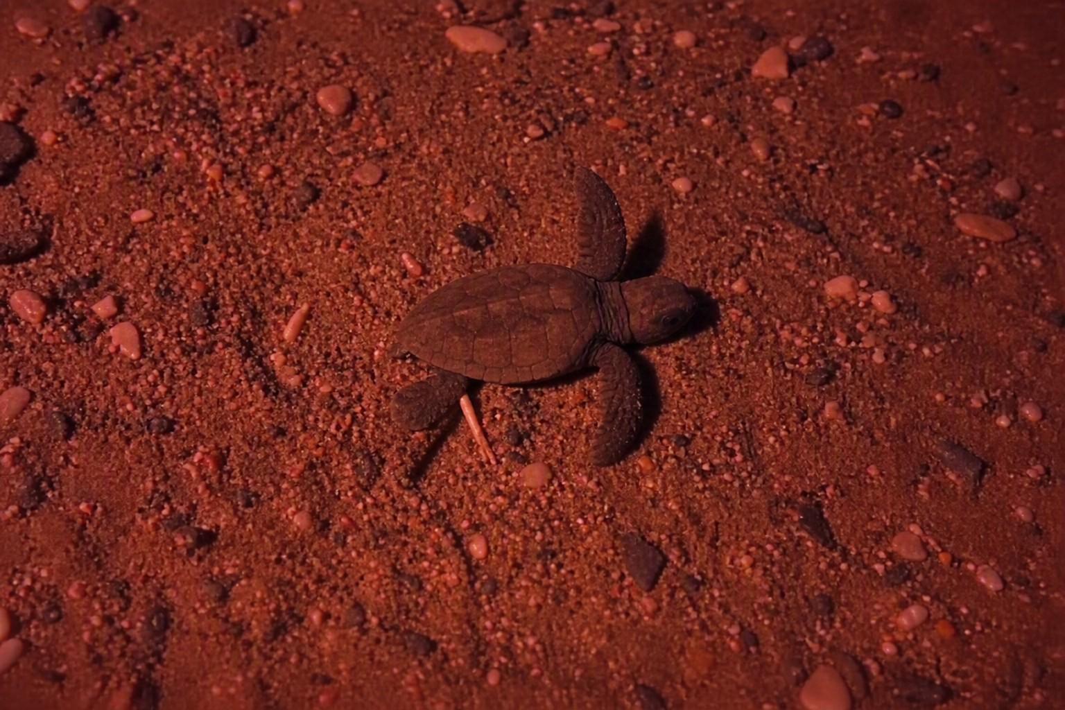 À Toulon, des bébés tortues ont émergé de leurs œufs