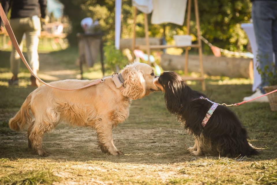 [Week-end] Les chiens à la fête avec le Doggy Festival