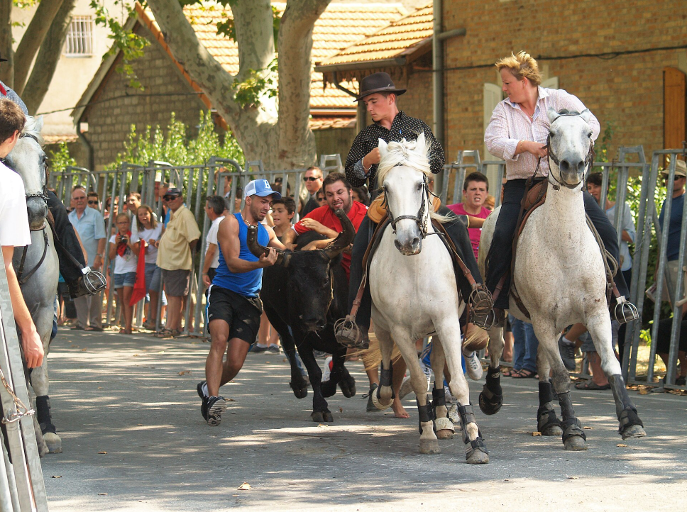 La Région Occitanie met la culture camarguaise à l’étude