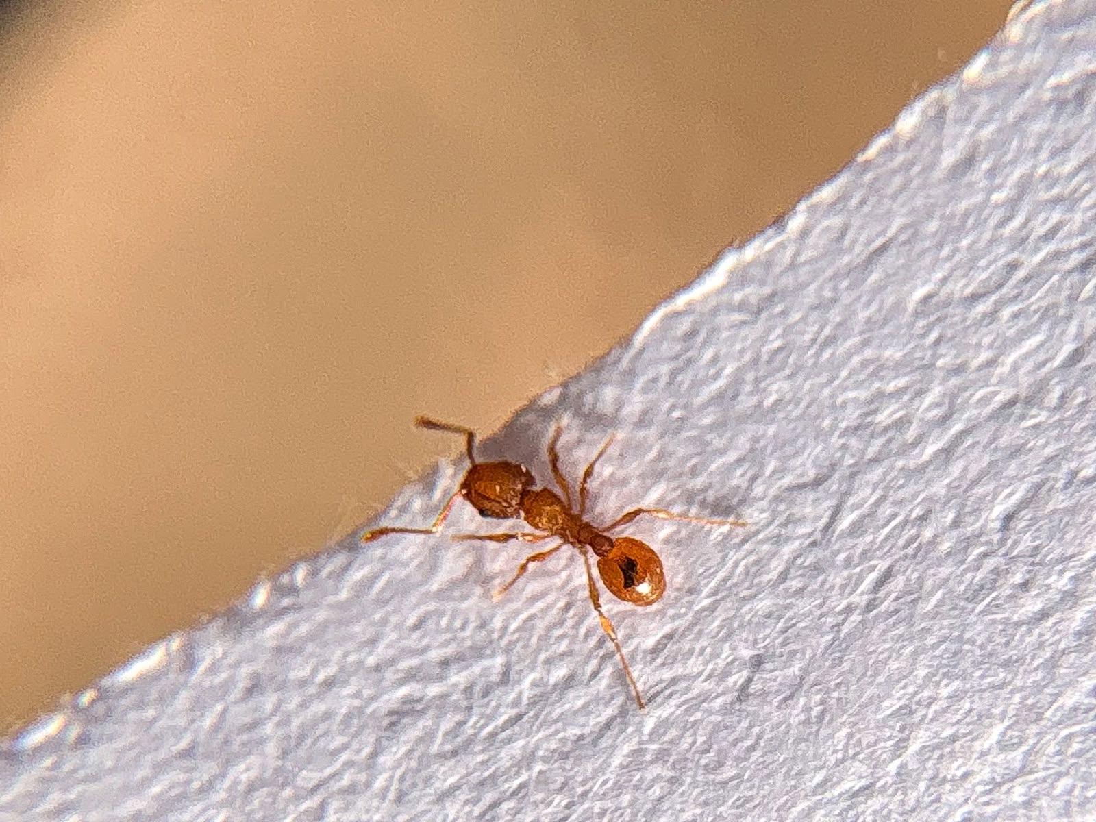 De nouveaux foyers de fourmis électriques dans le Var, mais un traitement efficace