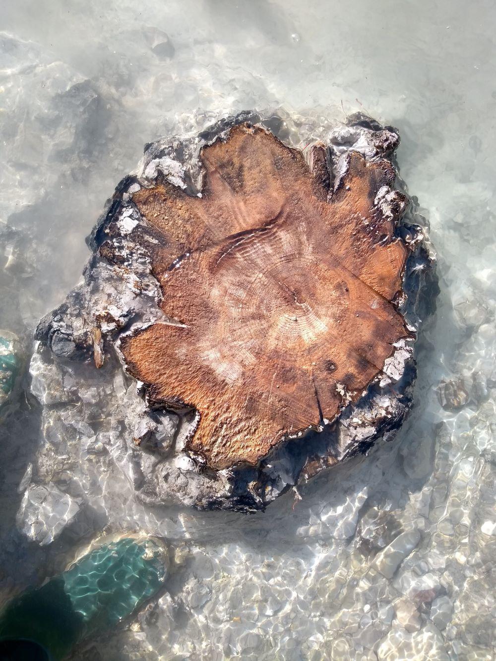 [Science] Des arbres témoignent d’une éruption solaire hors-norme… il y a 14 300 ans