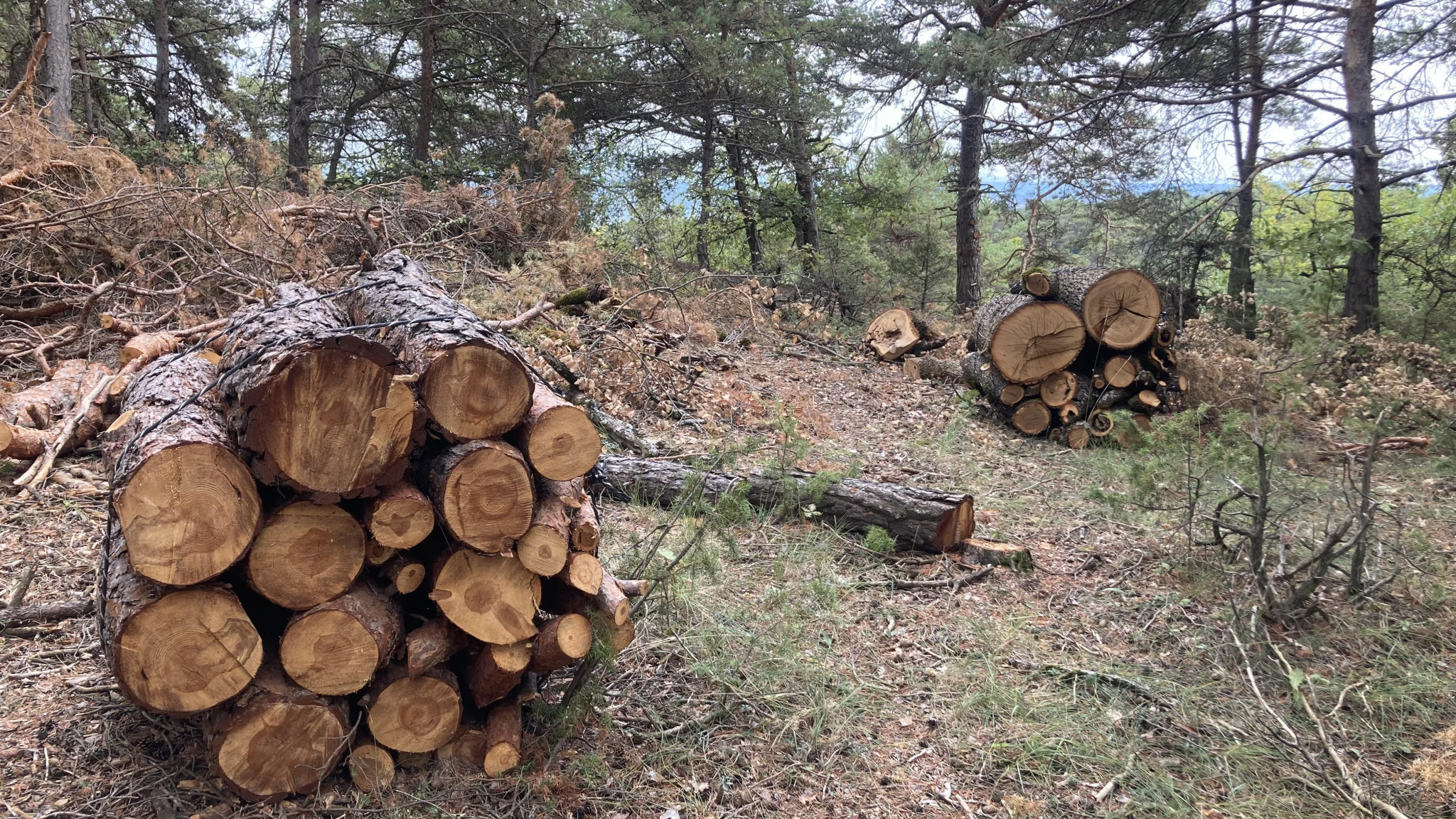 Un village mobilisé face à la destruction de sa forêt